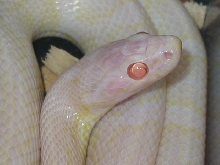 blizzard head shot