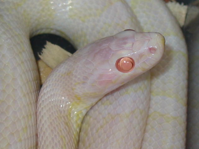 blizzard head shot