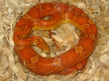 Gravid hypo