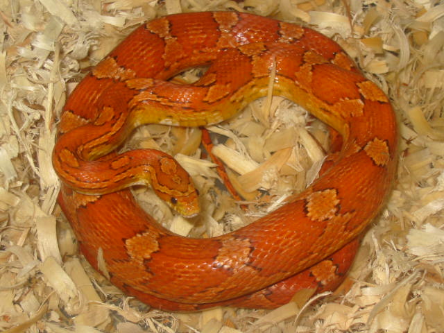 Gravid hypo
