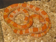 Creamsicle