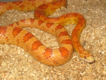 Ultramel