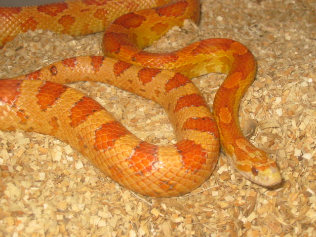 Ultramel