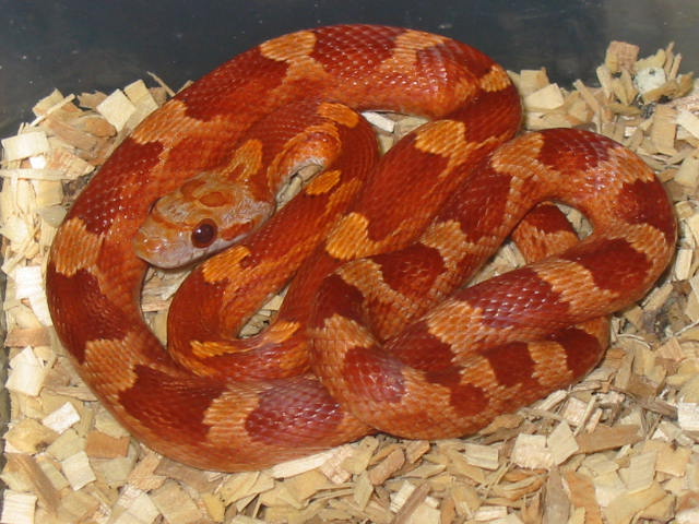 hypo blood