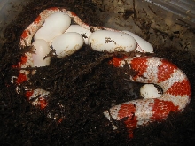 candy canes