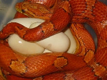 Hypo clutch
