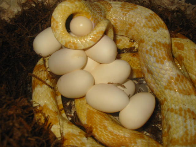 clutch of butters