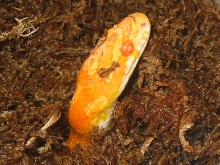 creamsicle in the nestbox