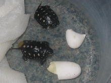 spotted babies