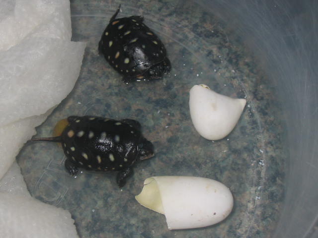 spotted babies