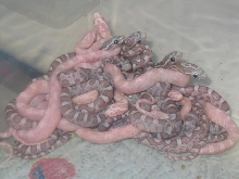 ghost - coral snow clutch