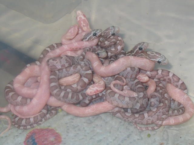 ghost - coral snow clutch