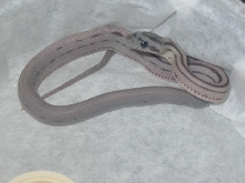 anery vanishing stripe