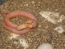 hatchling Applegates
