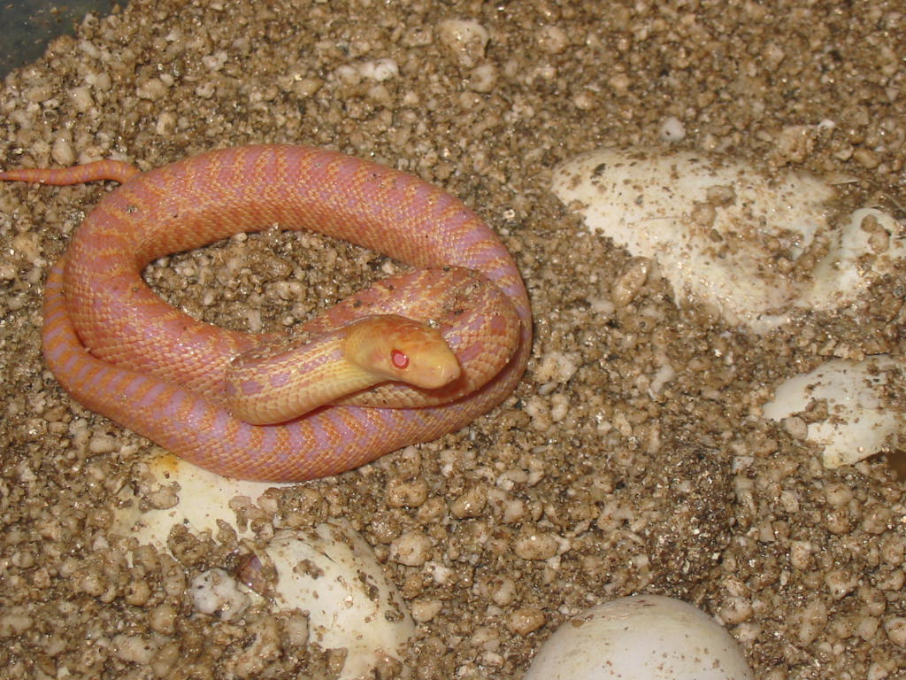 hatchling Applegates