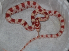 Candy Cane