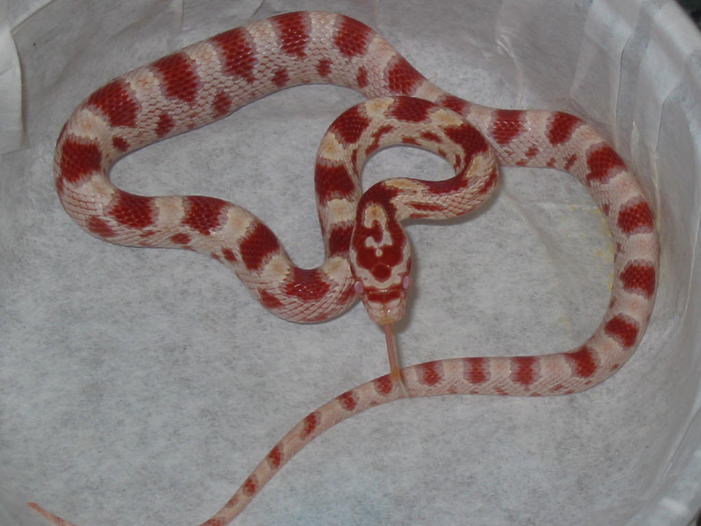 Candy Cane