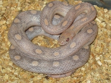 Lavender motley