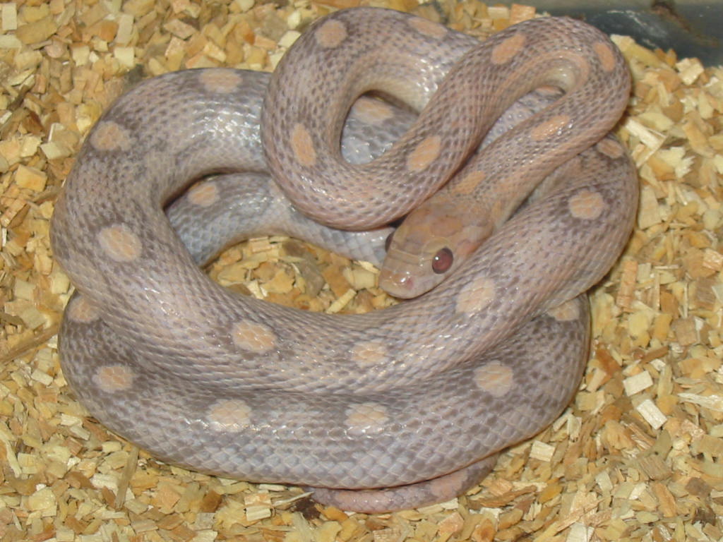 Lavender motley