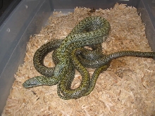 Breeding Kunisir island rats
