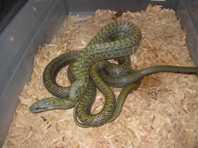 Breeding Kunisir island rats