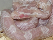 Hatchling hypo snow