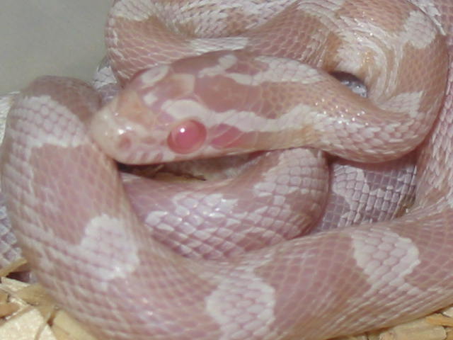 Hatchling hypo snow