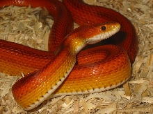 Striped female