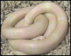 Snow Honduran Milksnake