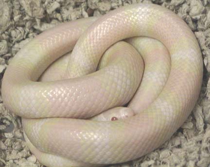 Snow Honduran Milksnake