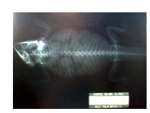 Xray