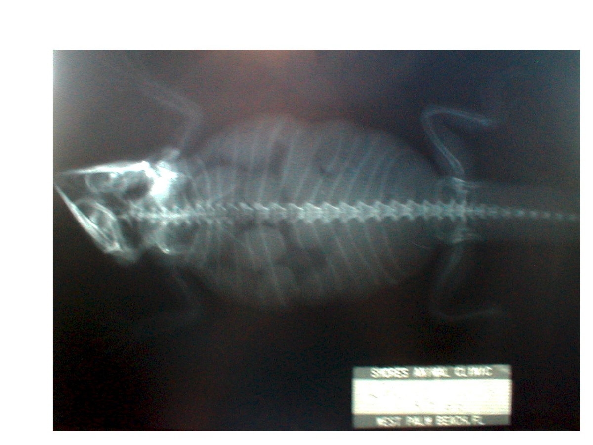 Xray