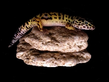 Peaches my 1st gecko