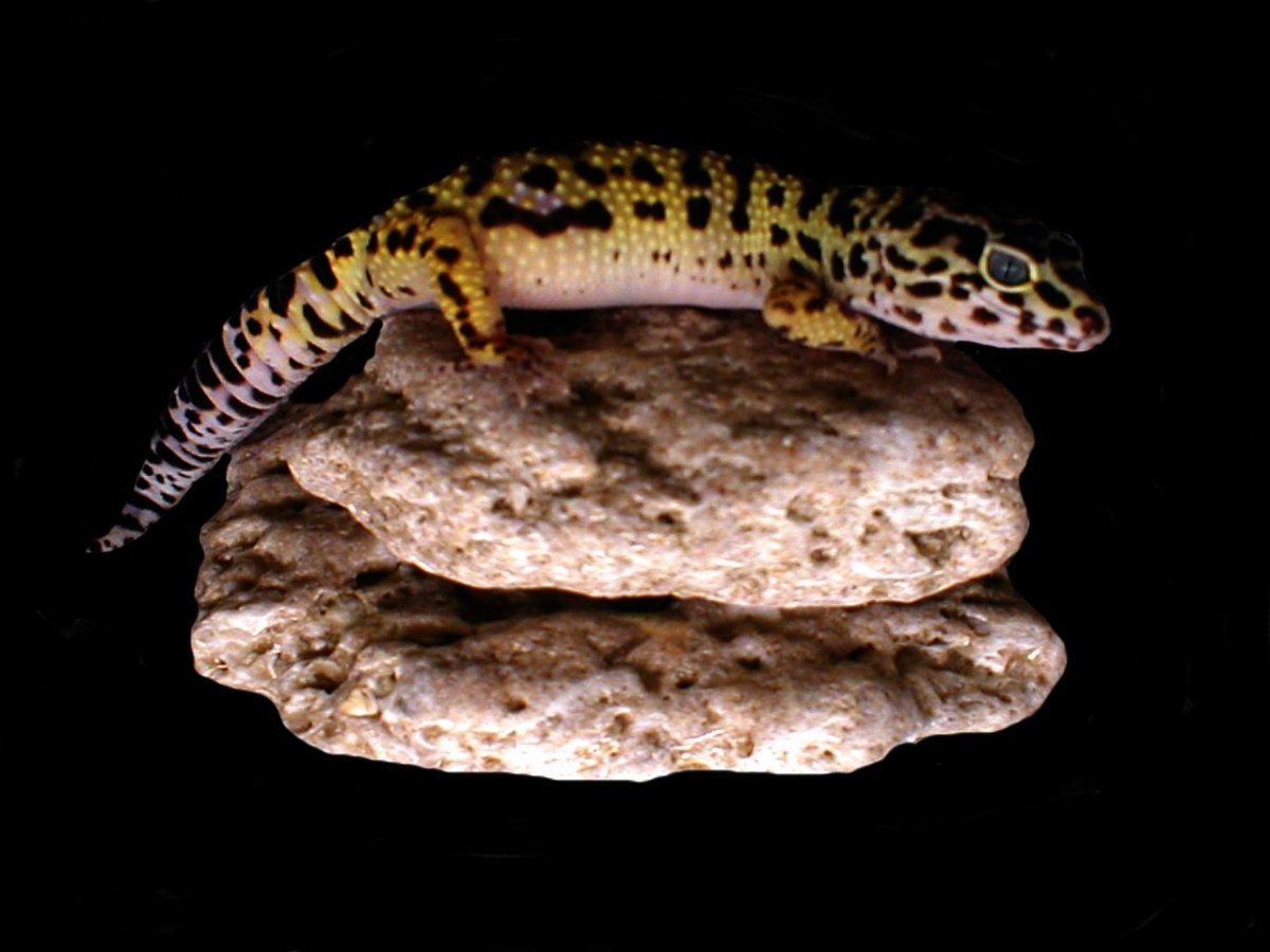 Peaches my 1st gecko