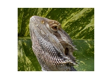 Sunny my beardie