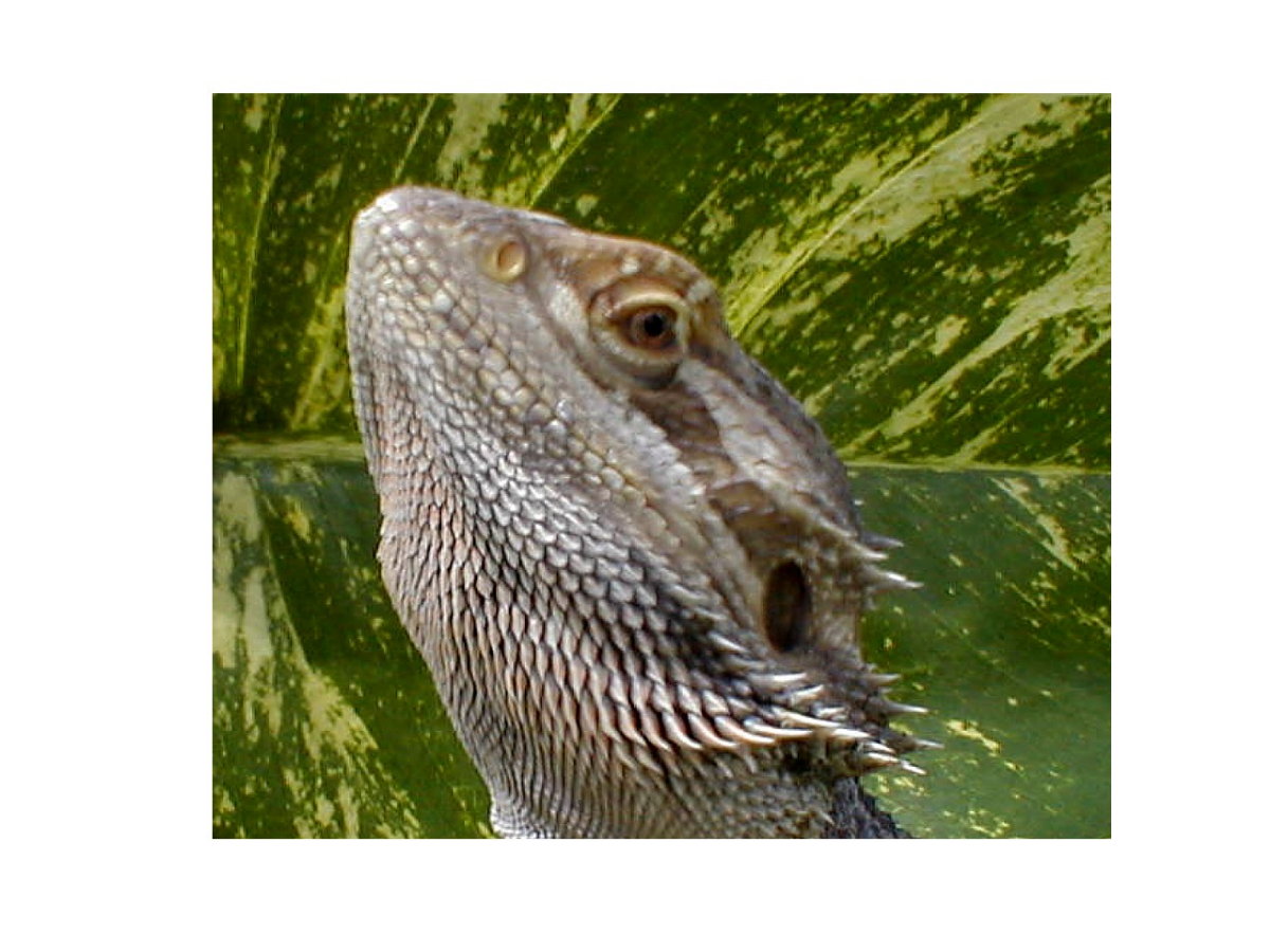 Sunny my beardie