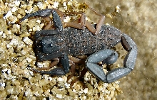 Centruroides margaritatus