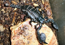 P. imperator - Memnoch