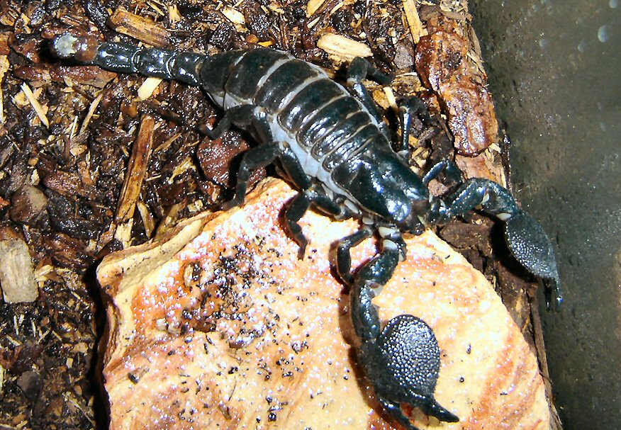 P. imperator - Memnoch