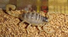 Hadrurus arizonensis