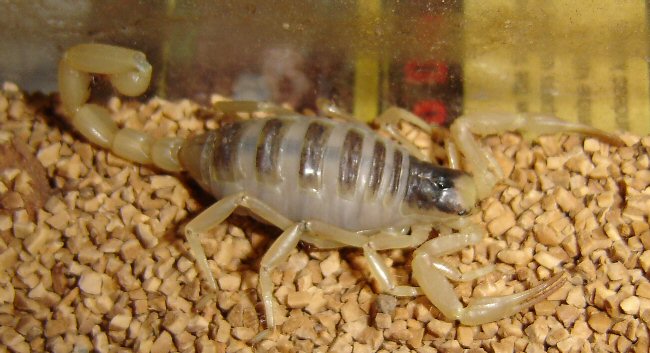 Hadrurus arizonensis