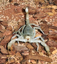 Smeringurus mesaensis