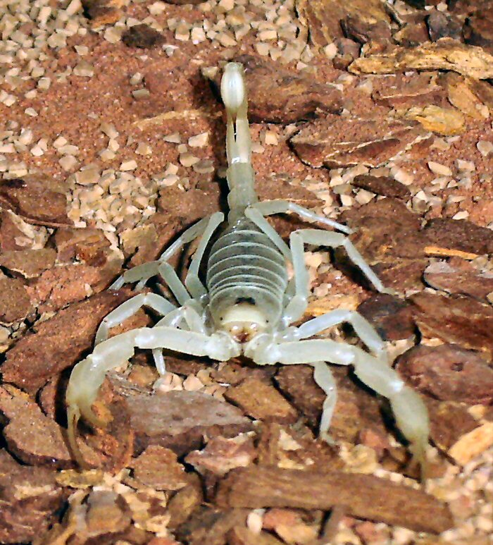 Smeringurus mesaensis