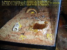Burrowing