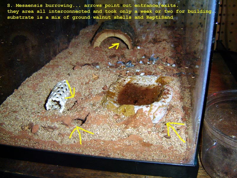 Burrowing