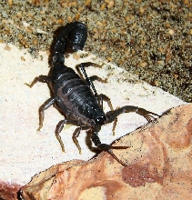 Parabuthus transvaalicus