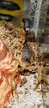 Parabuthus leiosoma
