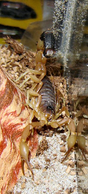 Parabuthus leiosoma