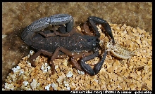 Centruroides margaritatus and dinner