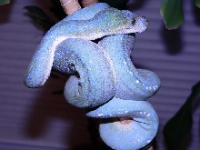 blue male green tree python
